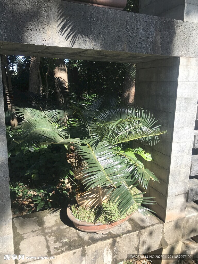 盆栽 盆景