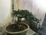 盆栽 盆景