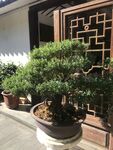 盆栽 盆景
