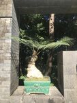 盆栽 盆景