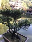 盆栽 盆景
