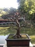 盆栽 盆景