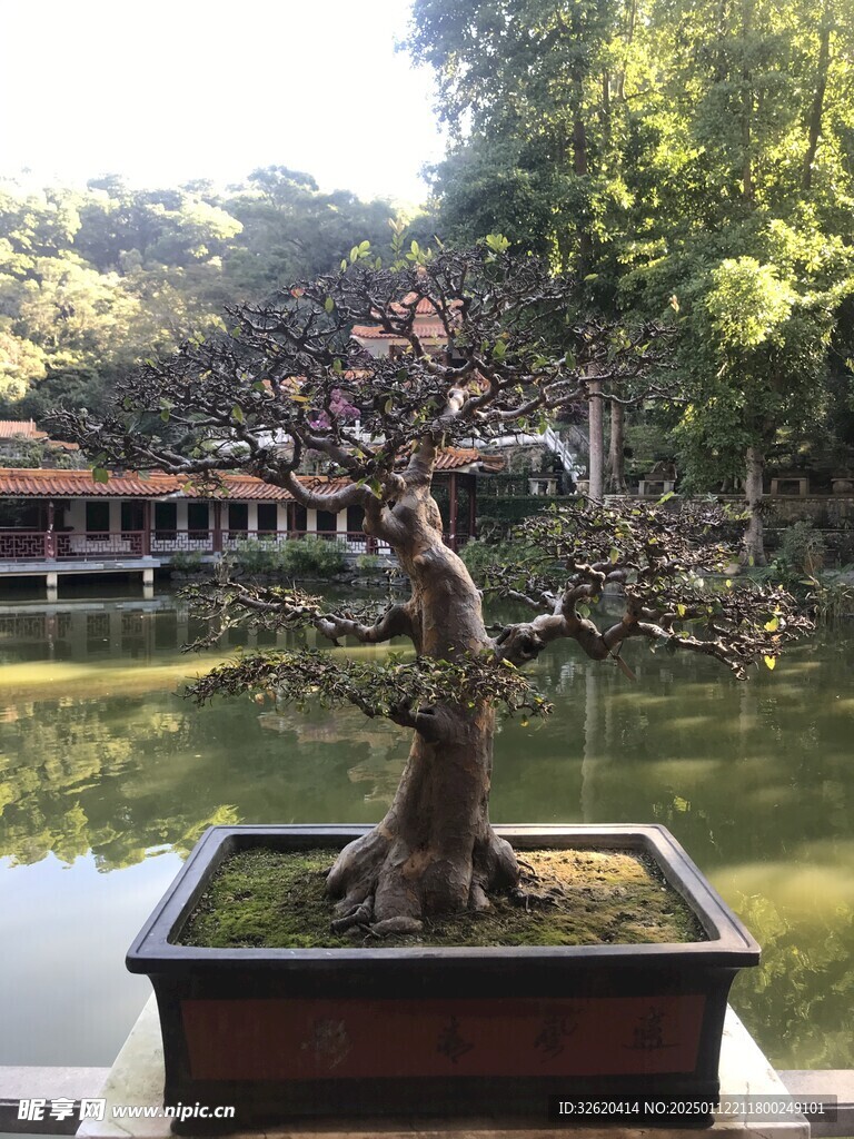 盆栽 盆景