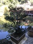 盆栽 盆景
