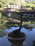 盆栽 盆景