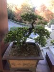 盆栽 盆景