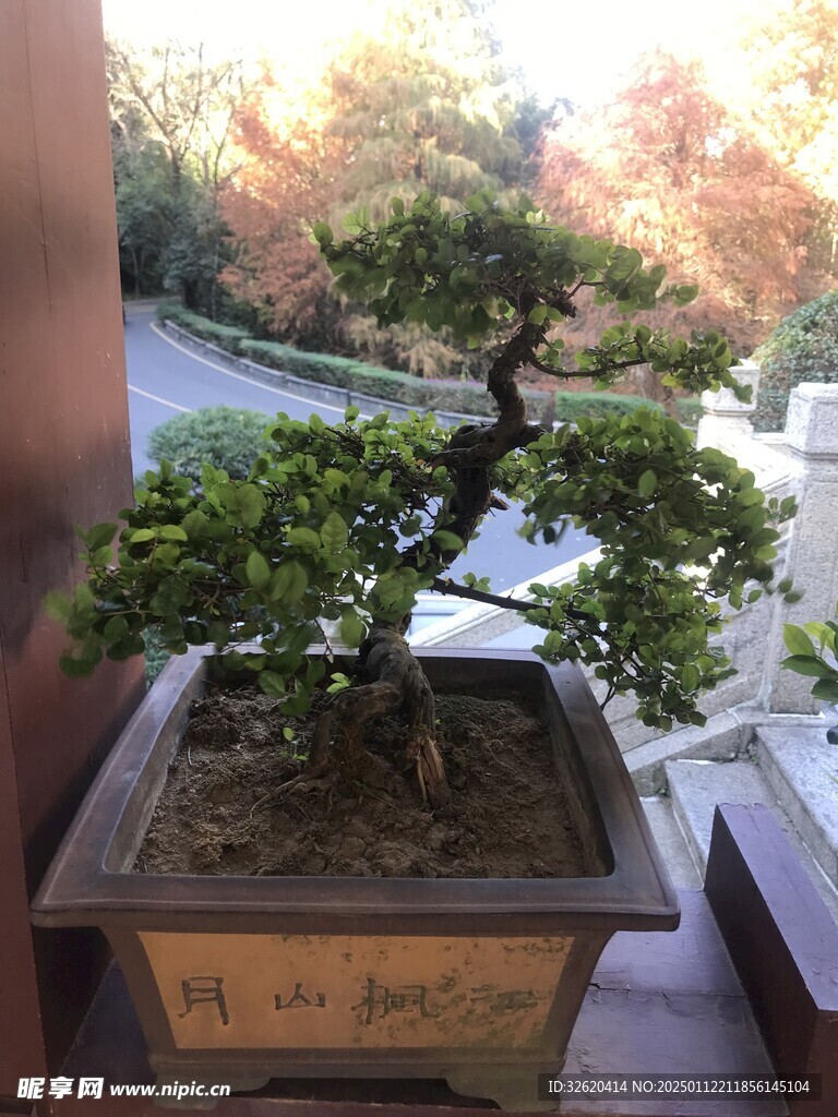 盆栽 盆景