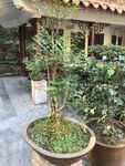 盆栽 盆景
