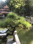 盆栽 盆景