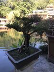 盆栽 盆景