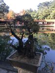 盆栽 盆景