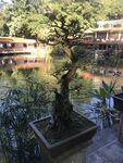盆栽 盆景