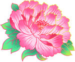 牡丹花