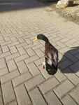 绿头鸭 