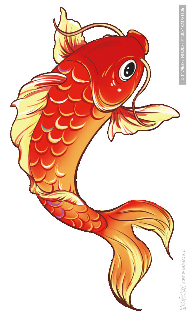 锦鲤 鲤鱼