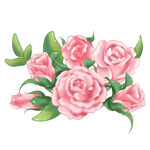 玫瑰花