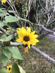 向日葵