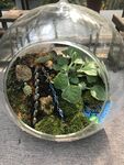 盆栽 盆景