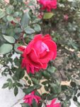 月季花