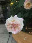 月季花