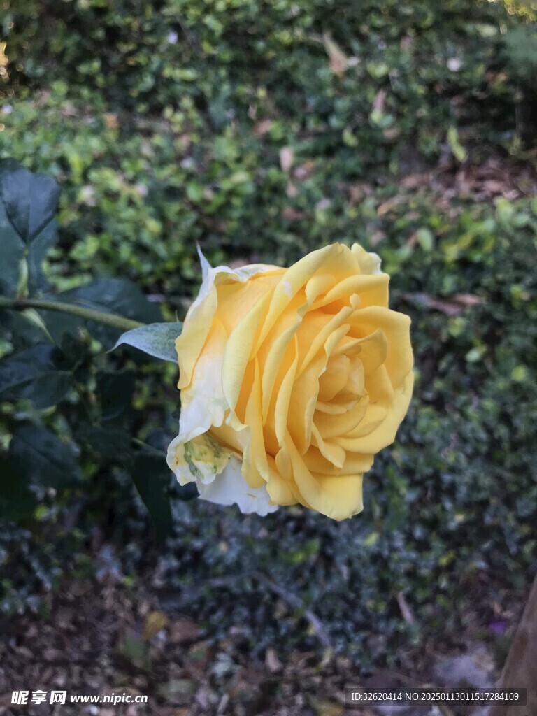 月季花