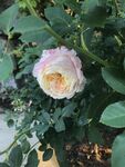 月季花