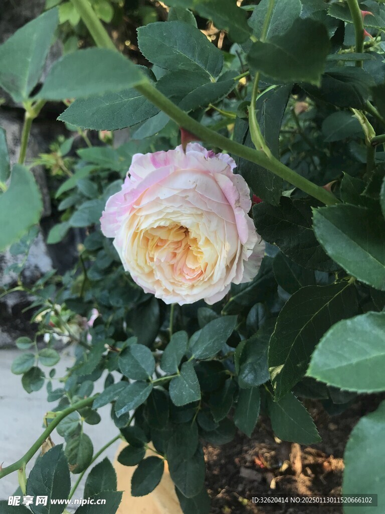 月季花