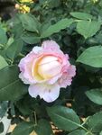 月季花