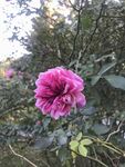 月季花