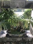 盆栽 盆景
