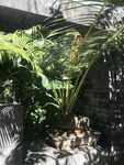 盆栽 盆景