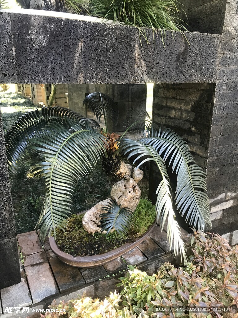 盆栽 盆景