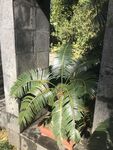 盆栽 盆景