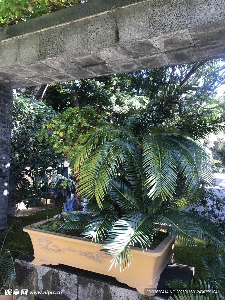 盆栽 盆景