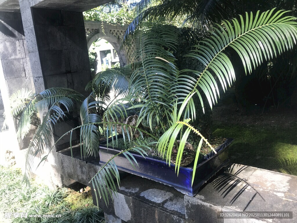 盆栽 盆景
