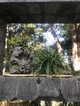 盆栽 盆景