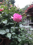 月季花