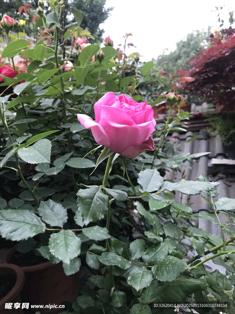 月季花