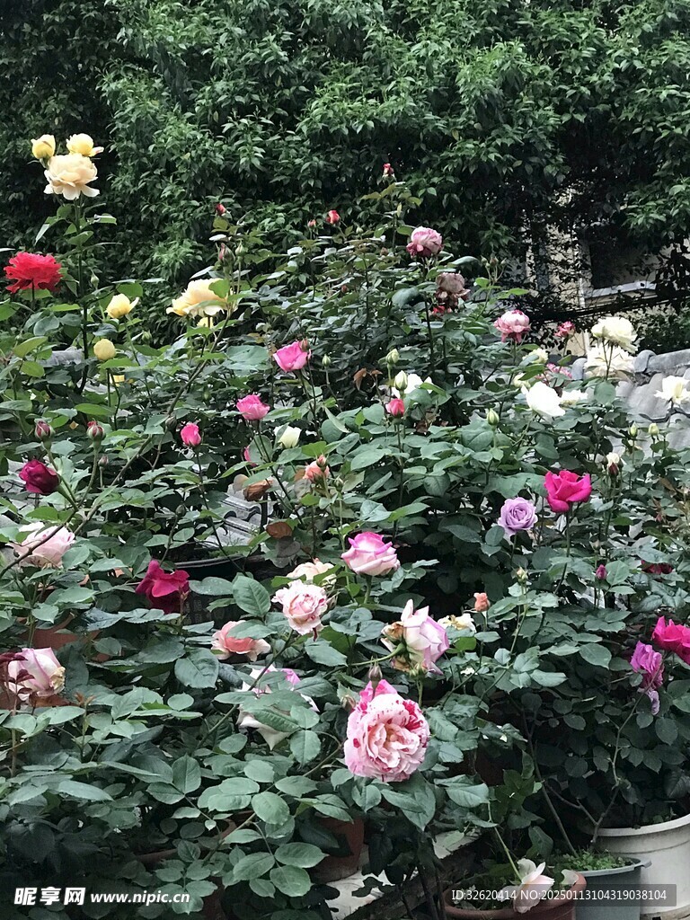 月季花