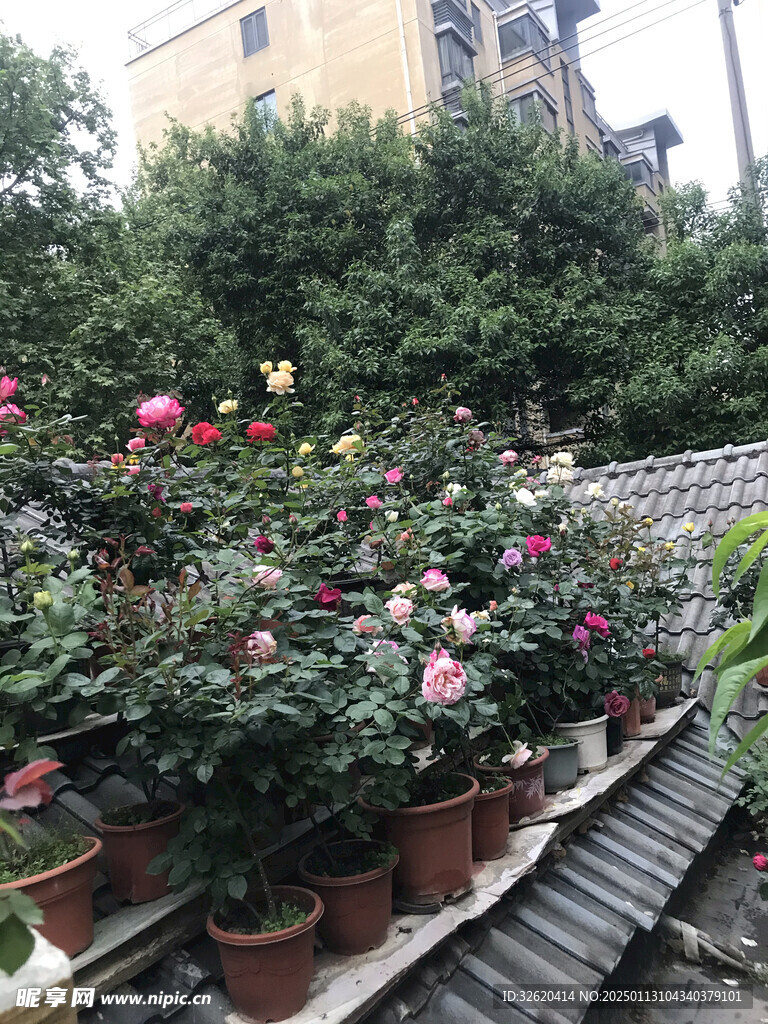 月季花