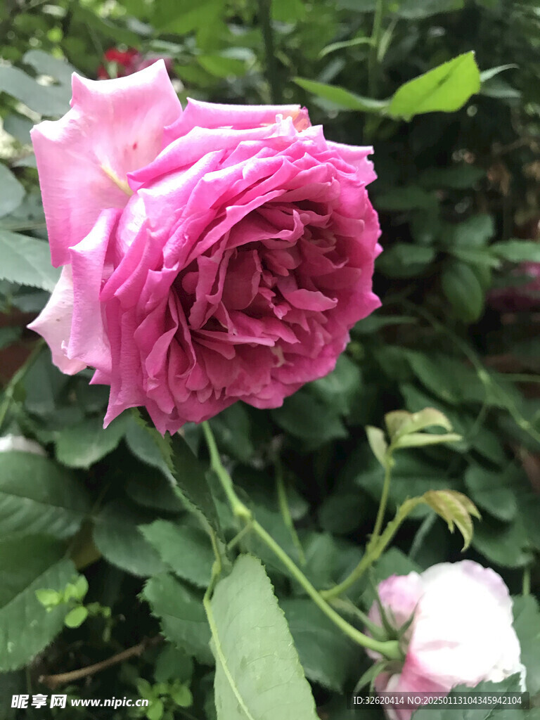 月季花