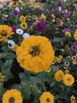 小菊花