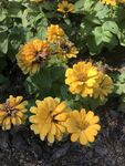 小菊花