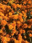 小菊花