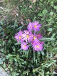 荷兰菊 菊花