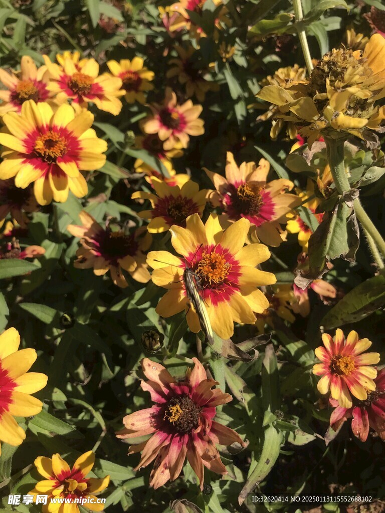 小菊花