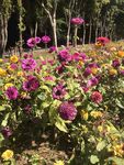菊花 百日菊