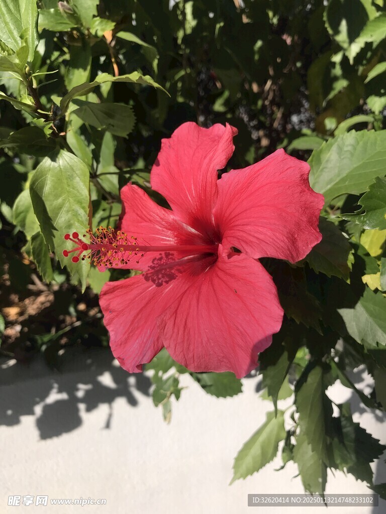 朱槿 扶桑