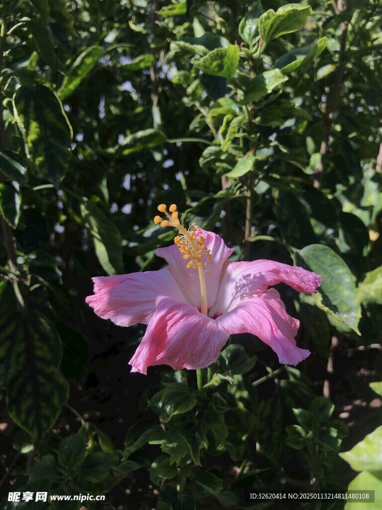 朱槿 扶桑