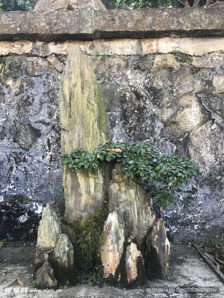 盆栽 盆景